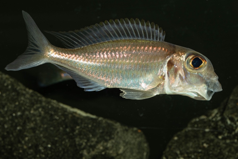 Xenotilapia caudafasciata